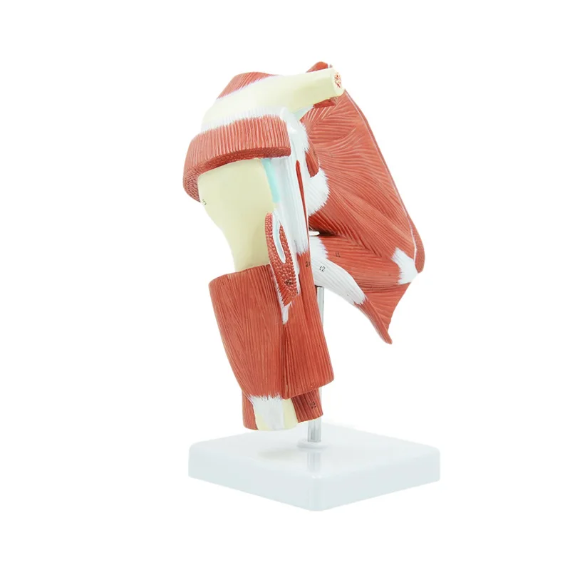 Human Shoulder Joint Muscle Biology Sports Science Anatomy Model - Image 3