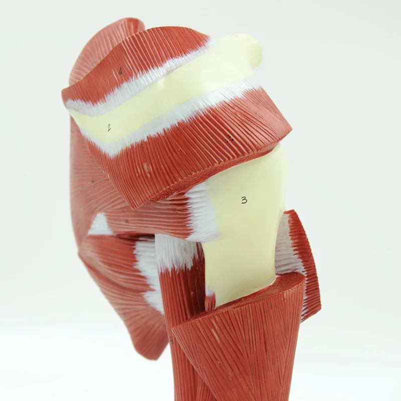 Human Shoulder Joint Muscle Biology Sports Science Anatomy Model - Image 4