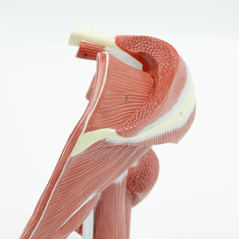 Human Shoulder Joint Muscle Biology Sports Science Anatomy Model - Image 5