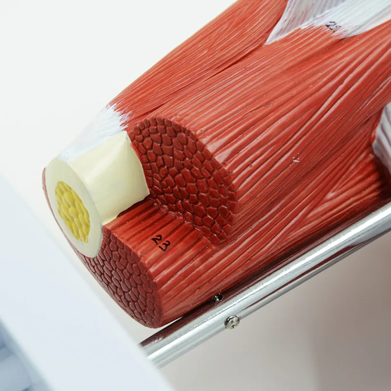 Human Shoulder Joint Muscle Biology Sports Science Anatomy Model - Image 6