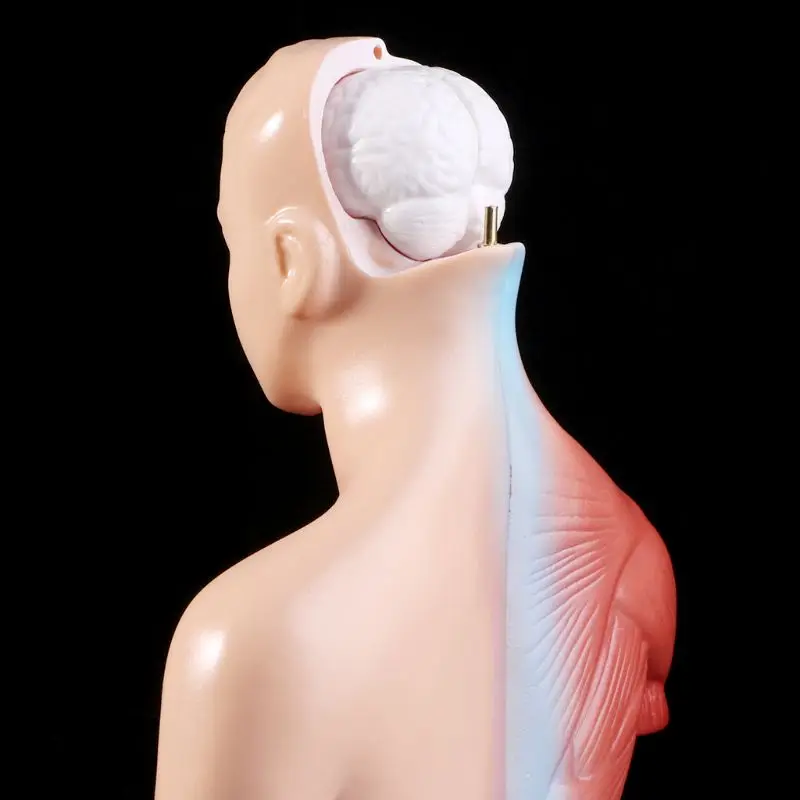 Human Torso Body Model Anatomy Anatomical Medical Internal Organs For Teaching - Image 2