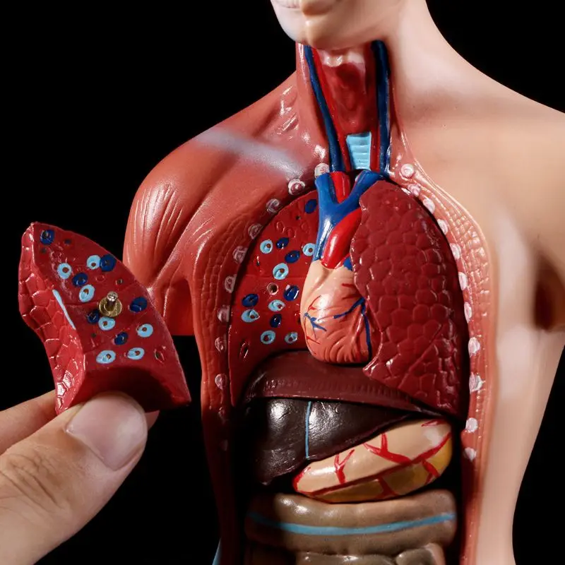 Human Torso Body Model Anatomy Anatomical Medical Internal Organs For Teaching - Image 3