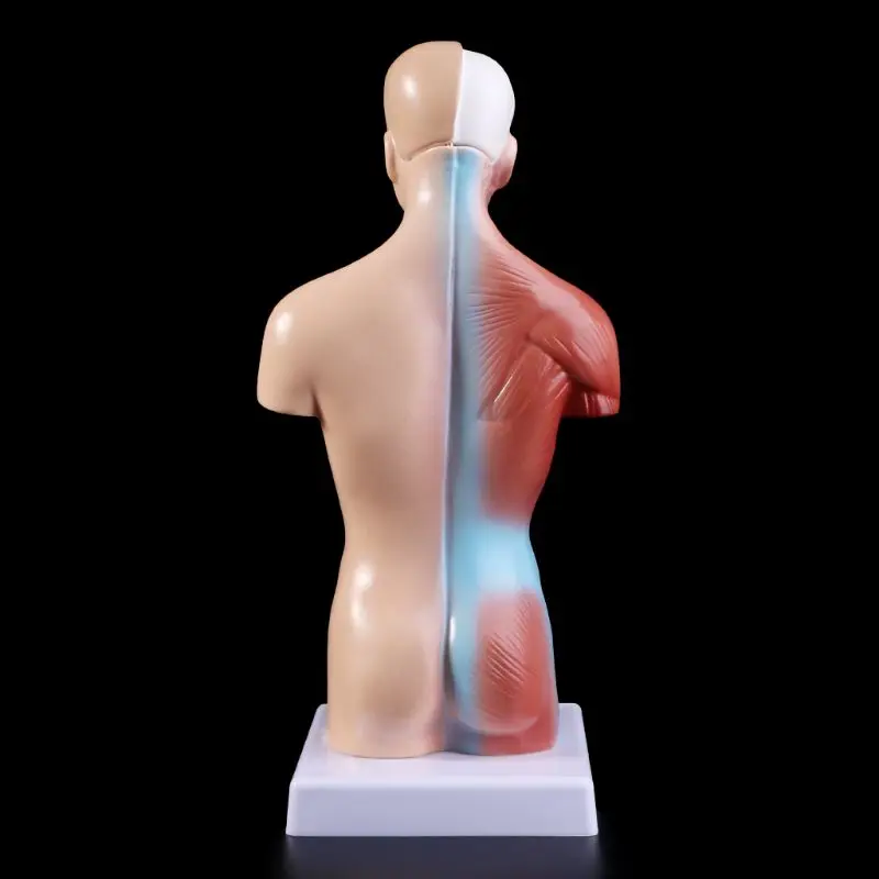 Human Torso Body Model Anatomy Anatomical Medical Internal Organs For Teaching - Image 4