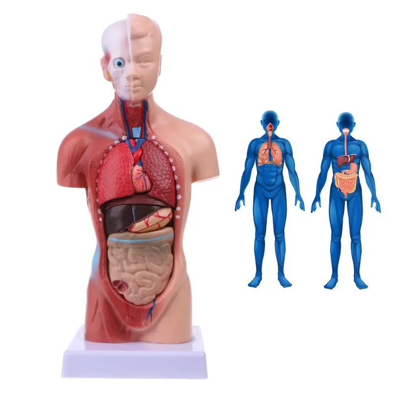 Human Torso Body Model Anatomy Anatomical Medical Internal Organs For Teaching - Image 5