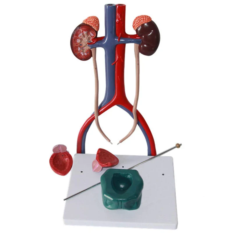 Human Urinary System Anatomy Model Medical Science Teaching Resources - Image 2