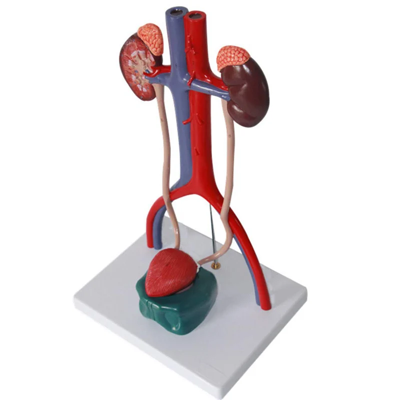 Human Urinary System Anatomy Model Medical Science Teaching Resources - Image 3