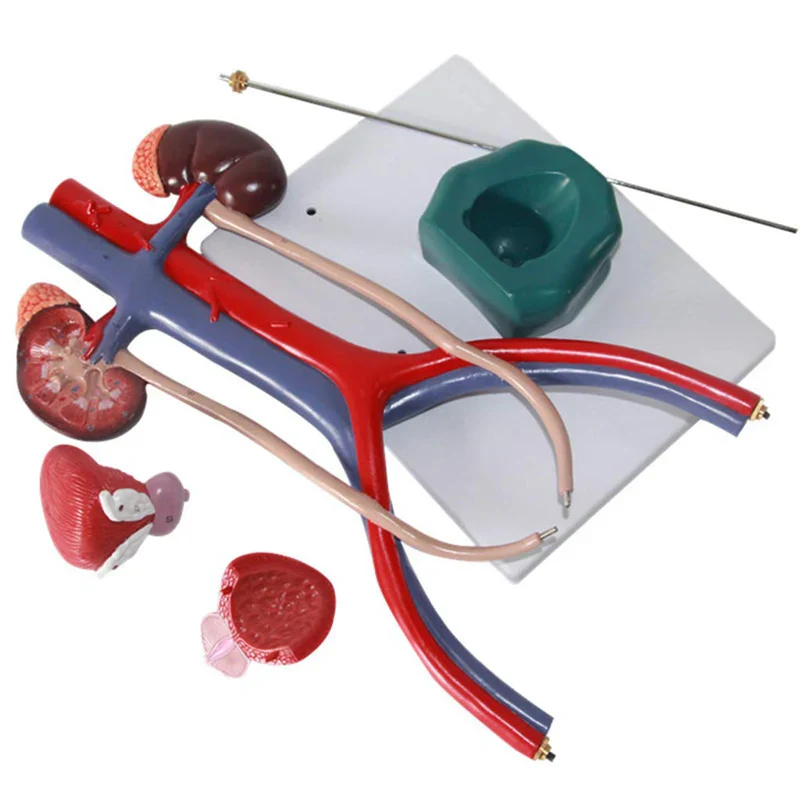 Human Urinary System Anatomy Model Medical Science Teaching Resources - Image 4