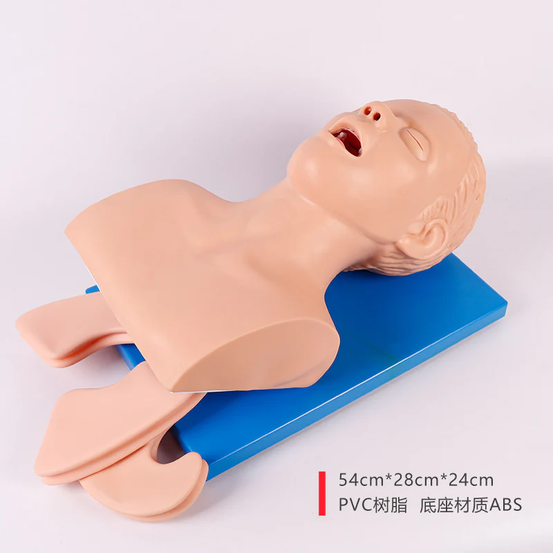 Intubation Model Human Trachea Teaching Training Model PVC With Teeth - Image 2