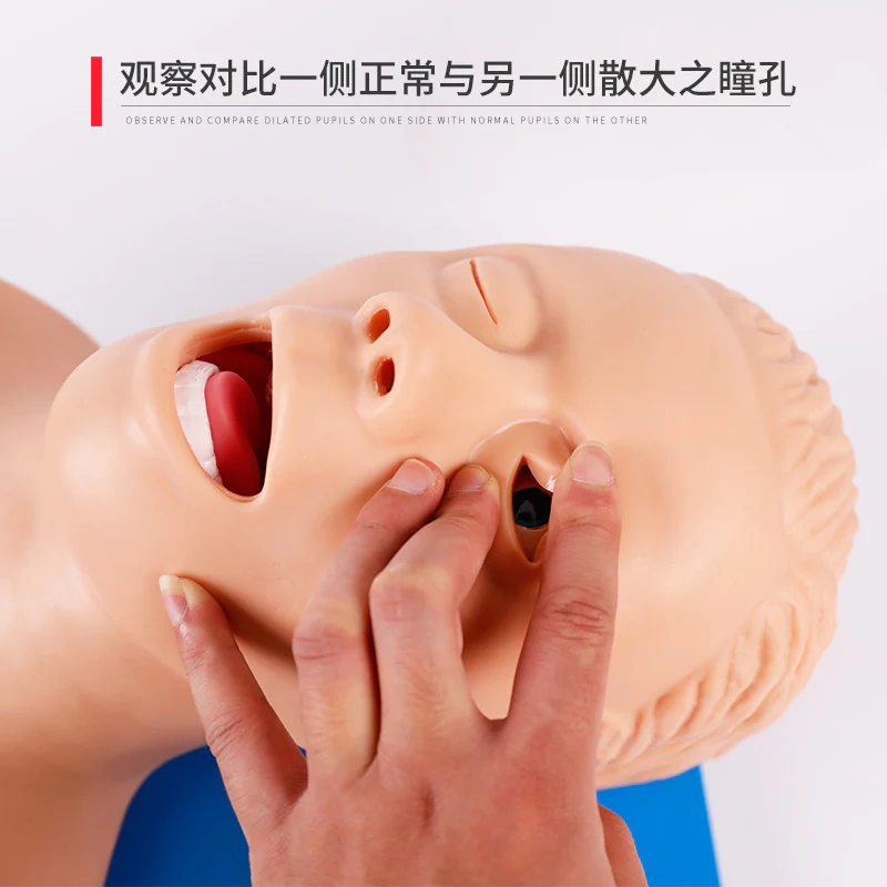 Intubation Model Human Trachea Teaching Training Model PVC With Teeth - Image 4