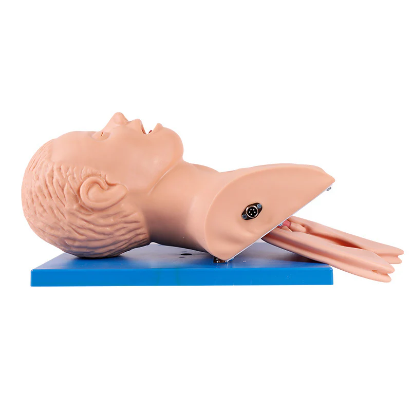 Intubation Model Human Trachea Teaching Training Model PVC With Teeth - Image 5