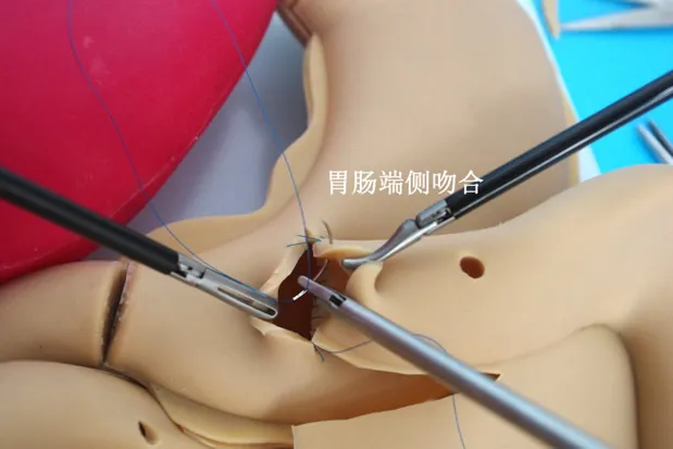 Laparoscopy training simulation silicone organ model soft hollow organ Stomach colon appendix liver and gallbladder - Image 3