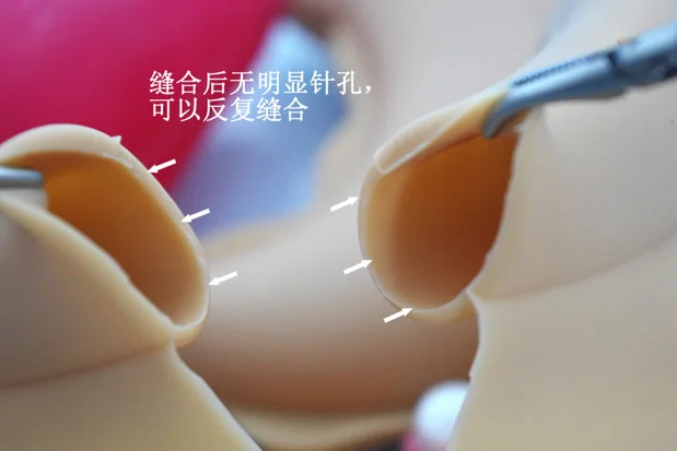 Laparoscopy training simulation silicone organ model soft hollow organ Stomach colon appendix liver and gallbladder - Image 5