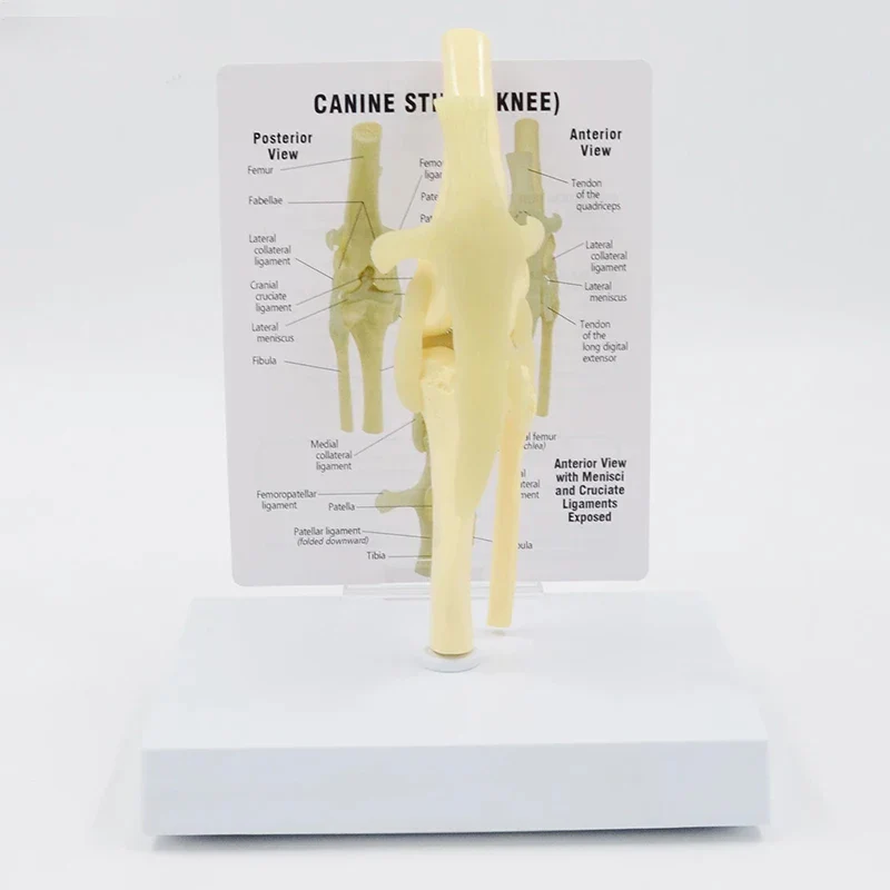 Life Size Canine Knee Model Dog Joint Anatomical Model With Key Card Manual Animal Skeleton Anatomy Medical Science Gift - Image 2