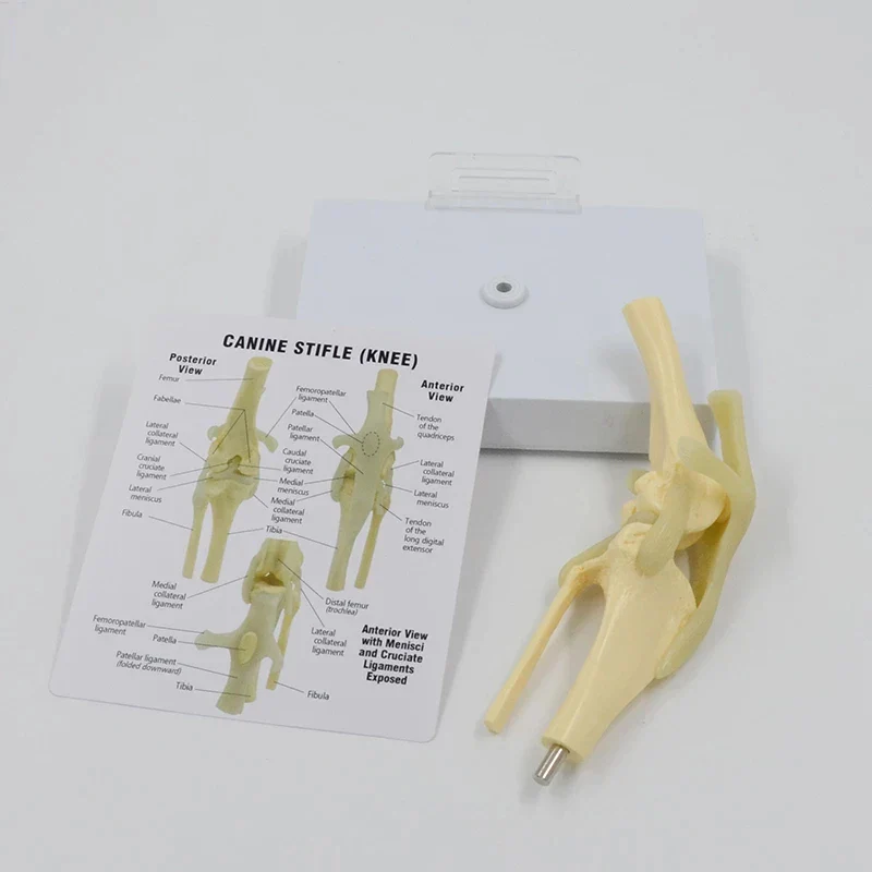 Life Size Canine Knee Model Dog Joint Anatomical Model With Key Card Manual Animal Skeleton Anatomy Medical Science Gift - Image 3