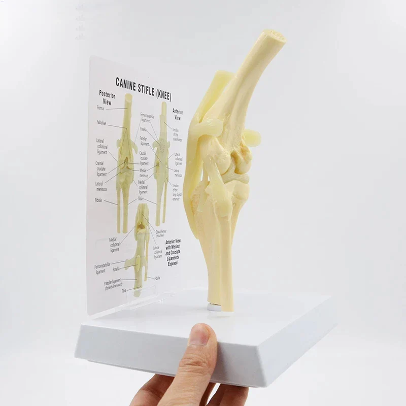 Life Size Canine Knee Model Dog Joint Anatomical Model With Key Card Manual Animal Skeleton Anatomy Medical Science Gift - Image 4