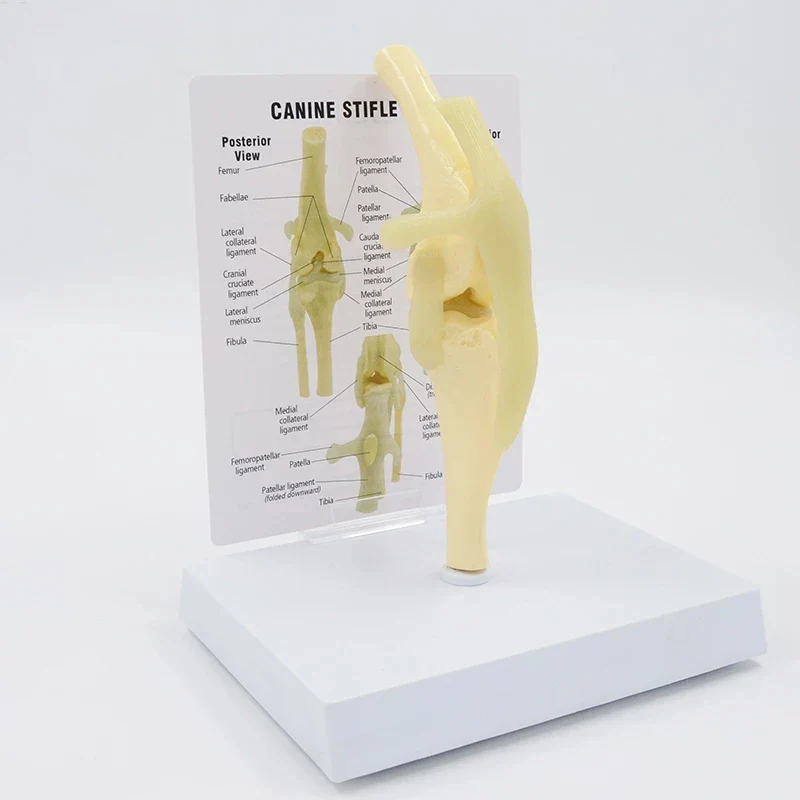 Life Size Canine Knee Model Dog Joint Anatomical Model With Key Card Manual Animal Skeleton Anatomy Medical Science Gift - Image 5
