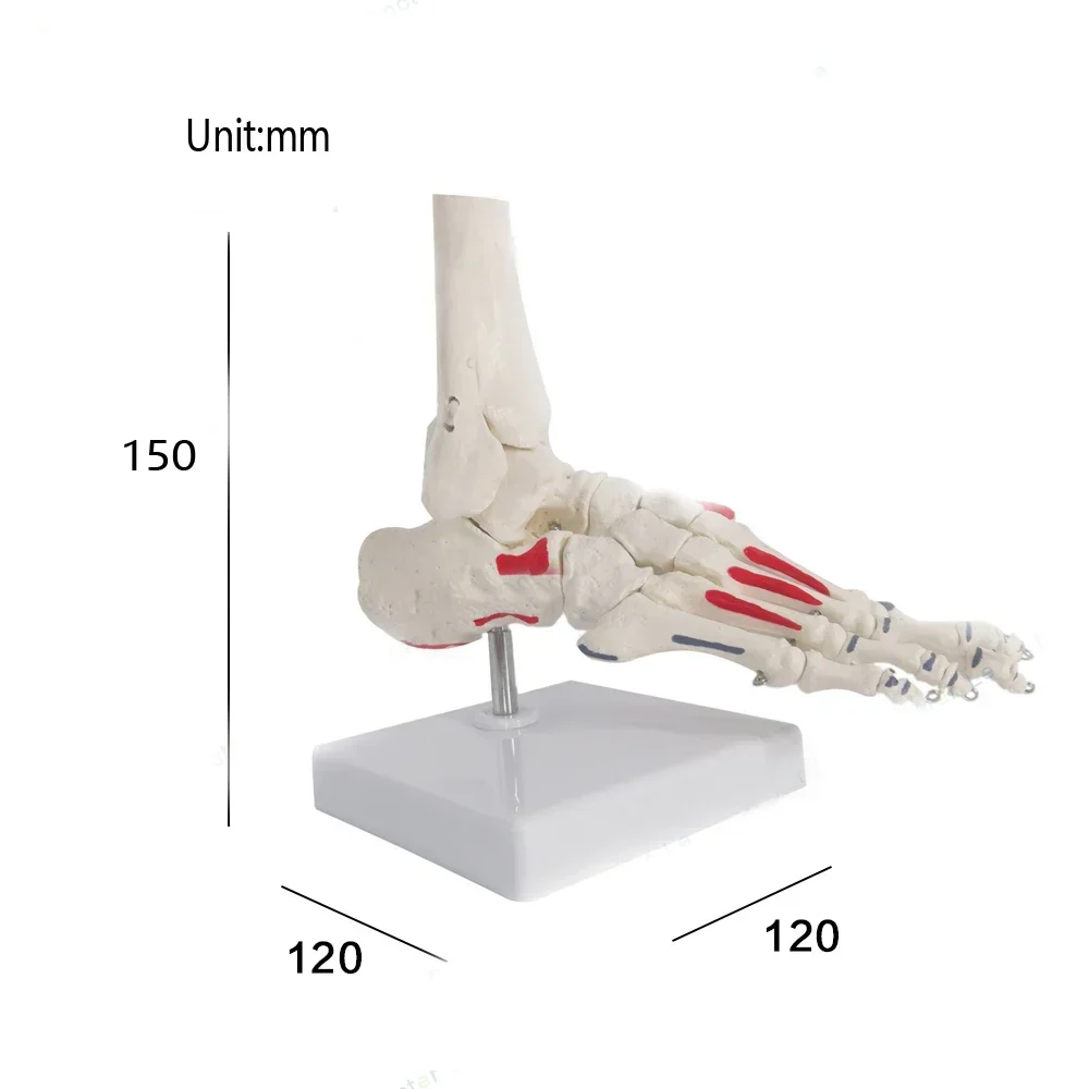 Life Size Foot Joints and bones Foot Anatomy Skeleton Human Foot and Ankle Model with shank bone Anatomical Models LearningTool - Image 2