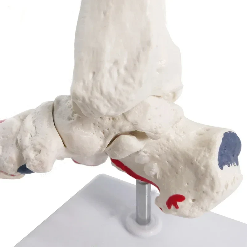 Life Size Foot Joints and bones Foot Anatomy Skeleton Human Foot and Ankle Model with shank bone Anatomical Models LearningTool - Image 4