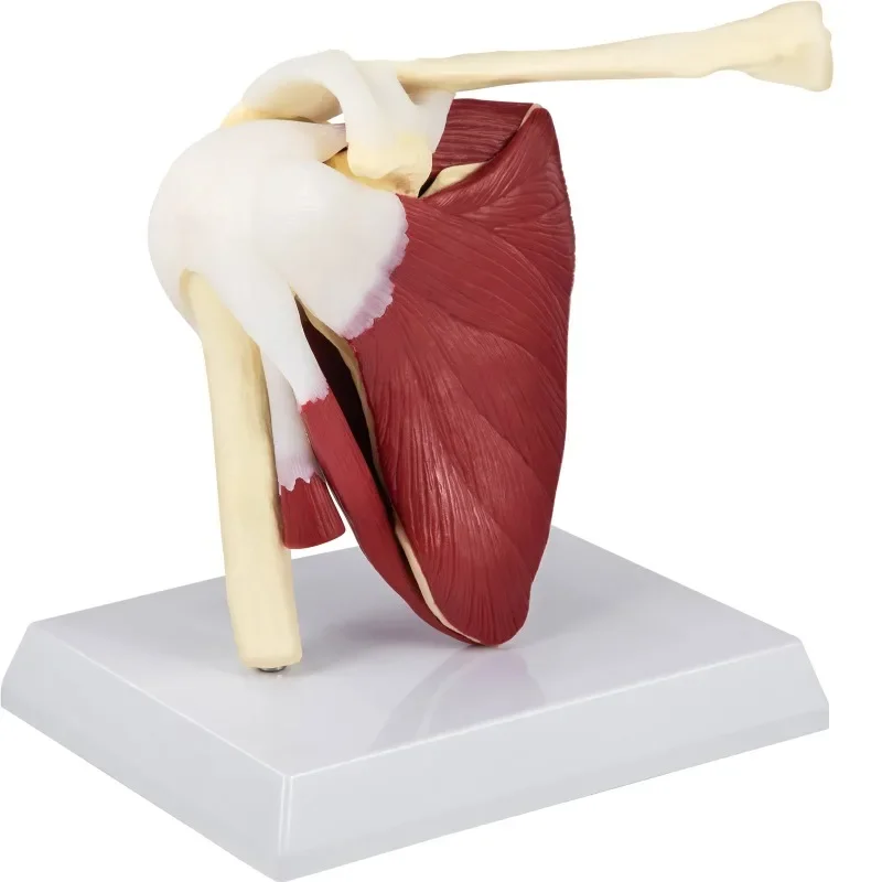 Life Size Human Shoulder Joint Ligament Model Anatomical Skeleton with Base Disassemble To Satisfy Teaching Or Research