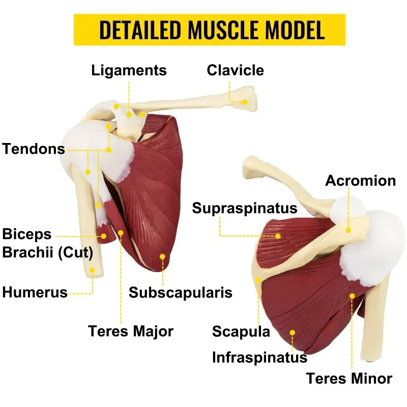 Life Size Human Shoulder Joint Ligament Model Anatomical Skeleton with Base Disassemble To Satisfy Teaching Or Research - Image 2