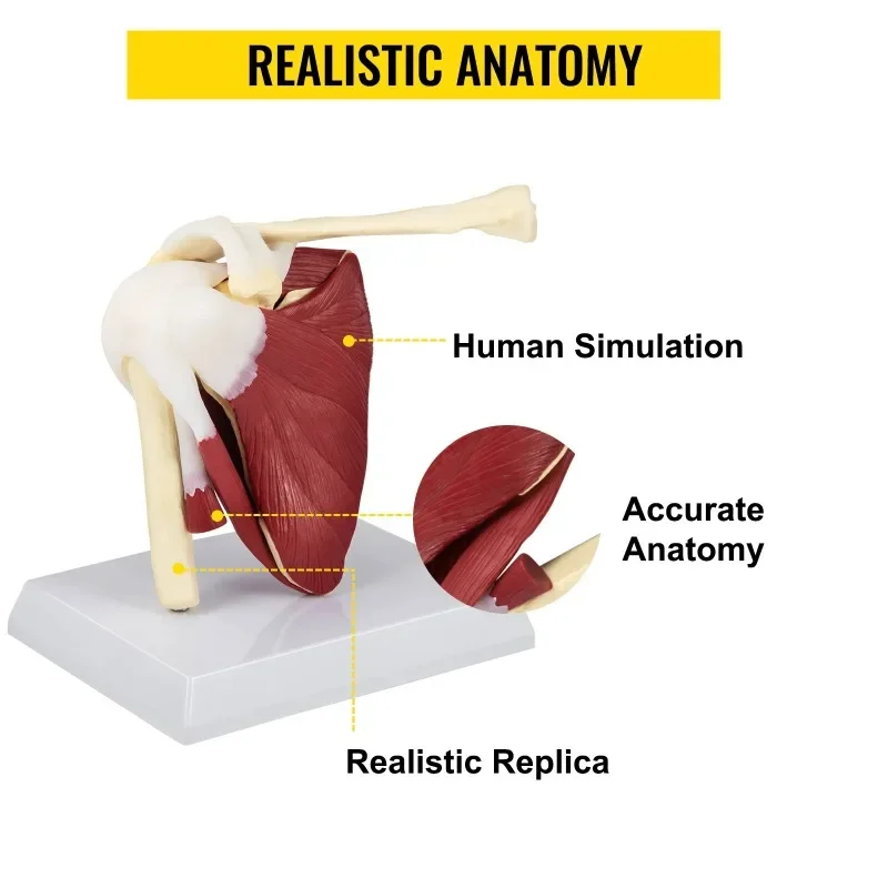 Life Size Human Shoulder Joint Ligament Model Anatomical Skeleton with Base Disassemble To Satisfy Teaching Or Research - Image 3