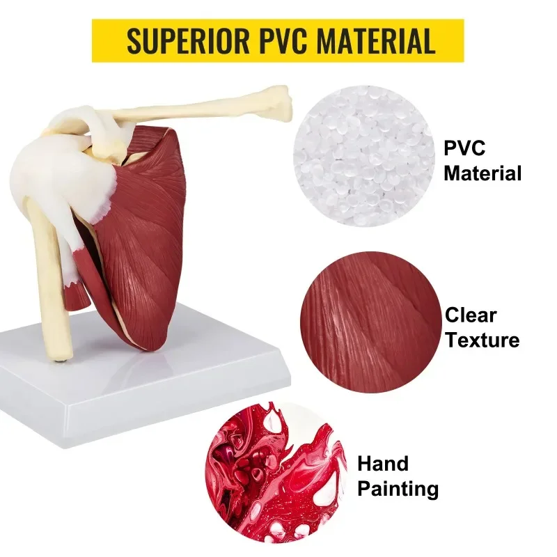 Life Size Human Shoulder Joint Ligament Model Anatomical Skeleton with Base Disassemble To Satisfy Teaching Or Research - Image 4