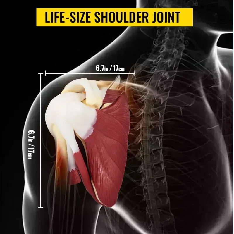 Life Size Human Shoulder Joint Ligament Model Anatomical Skeleton with Base Disassemble To Satisfy Teaching Or Research - Image 5