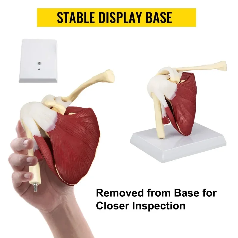 Life Size Human Shoulder Joint Ligament Model Anatomical Skeleton with Base Disassemble To Satisfy Teaching Or Research - Image 6