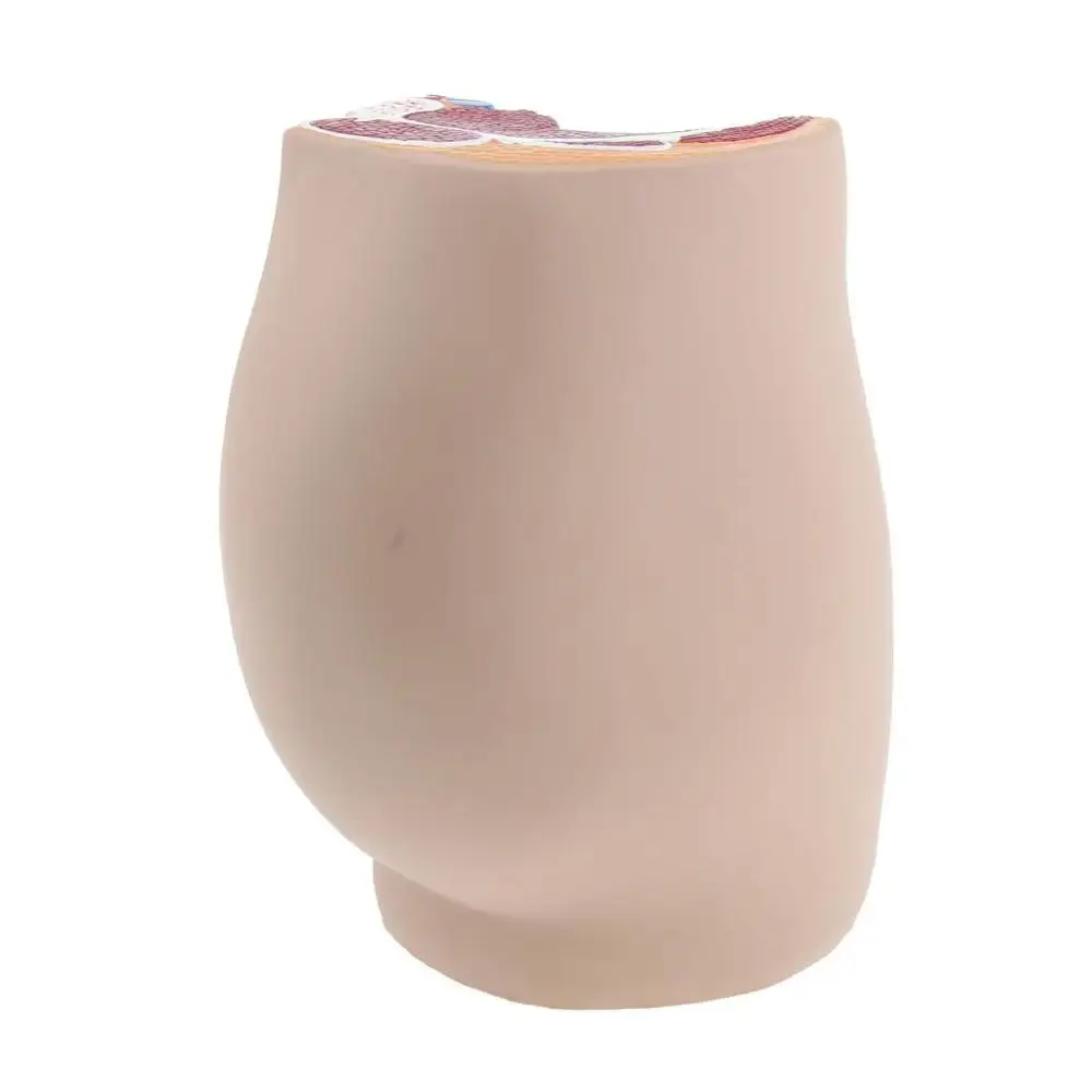 Lifesize Median Sagittal Section Human Female Pelvic Cavity Structure Model - Image 2
