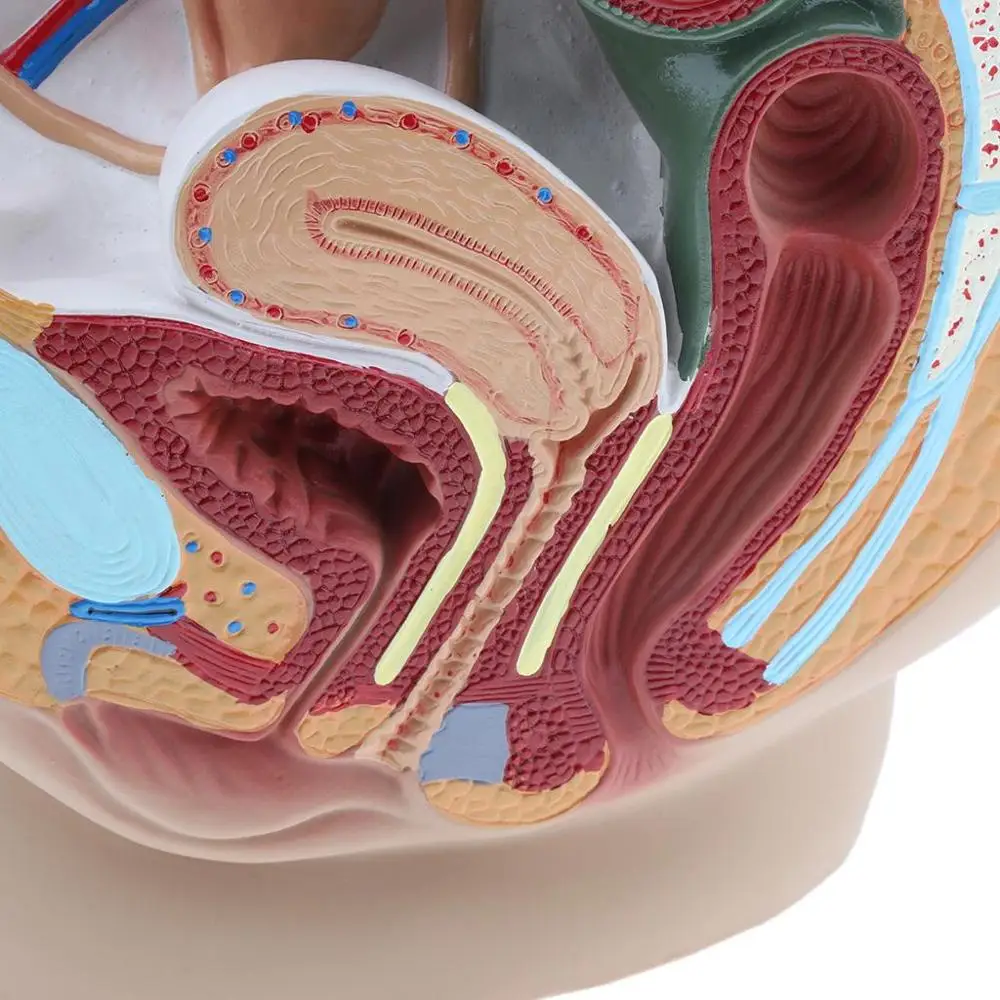 Lifesize Median Sagittal Section Human Female Pelvic Cavity Structure Model - Image 3
