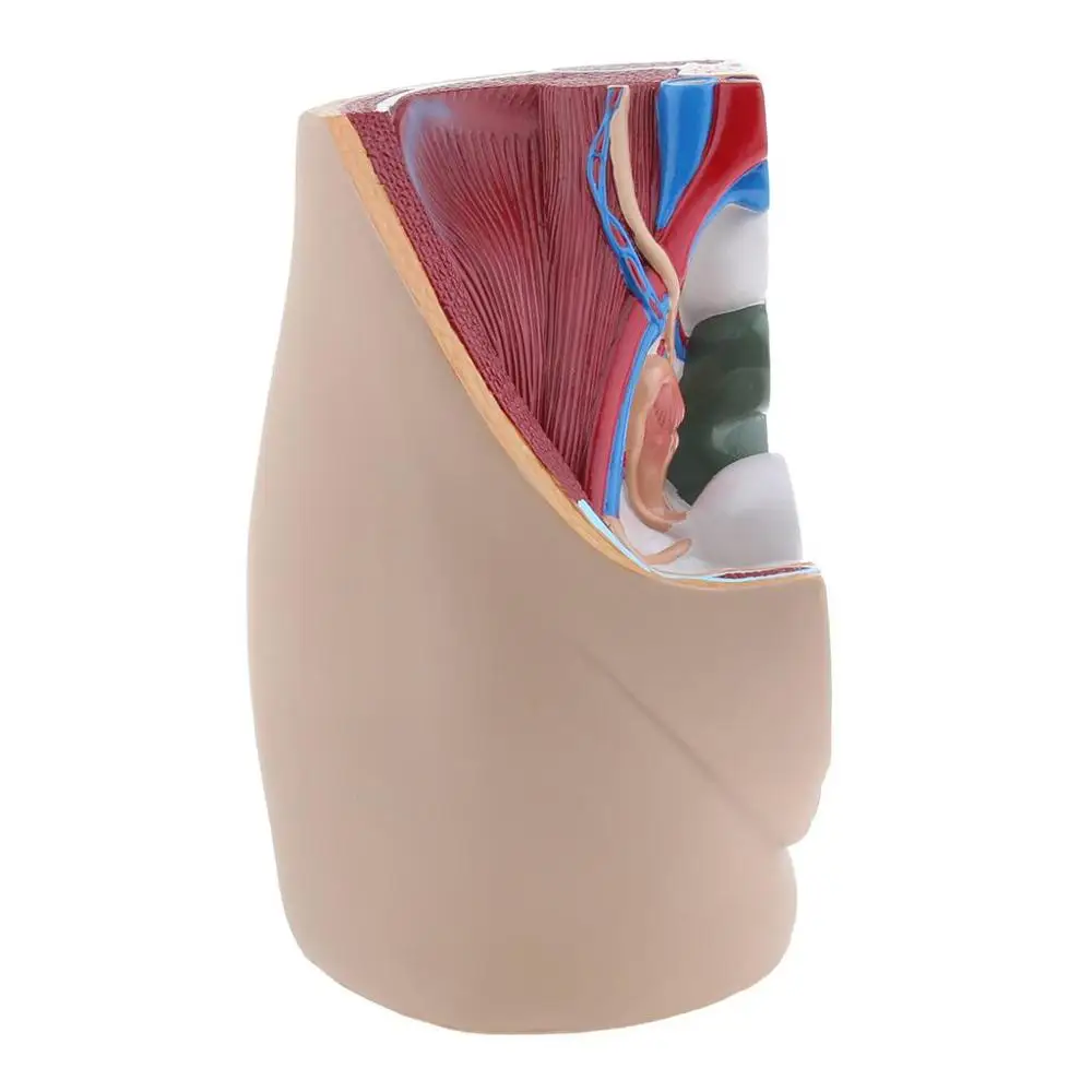 Lifesize Median Sagittal Section Human Female Pelvic Cavity Structure Model - Image 4