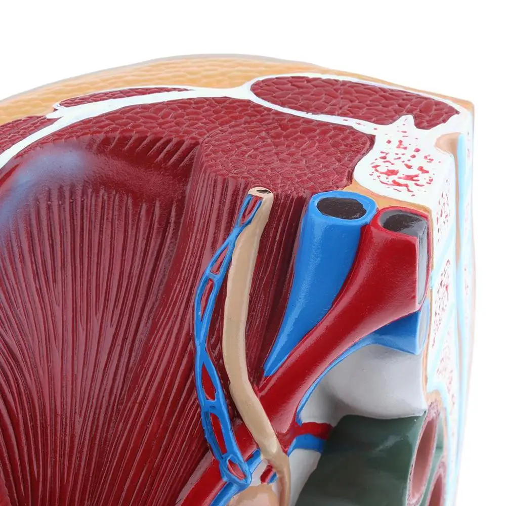 Lifesize Median Sagittal Section Human Female Pelvic Cavity Structure Model - Image 5