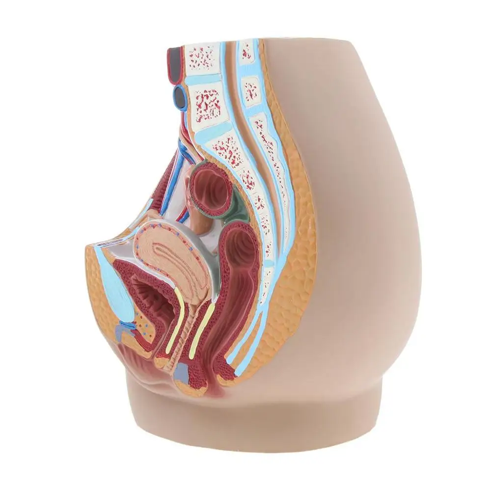 Lifesize Median Sagittal Section Human Female Pelvic Cavity Structure Model - Image 6