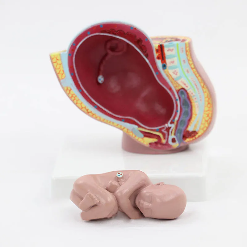 Maternal and Infant Pregnancy Anatomy Model Medical Science Teaching Resources - Image 2