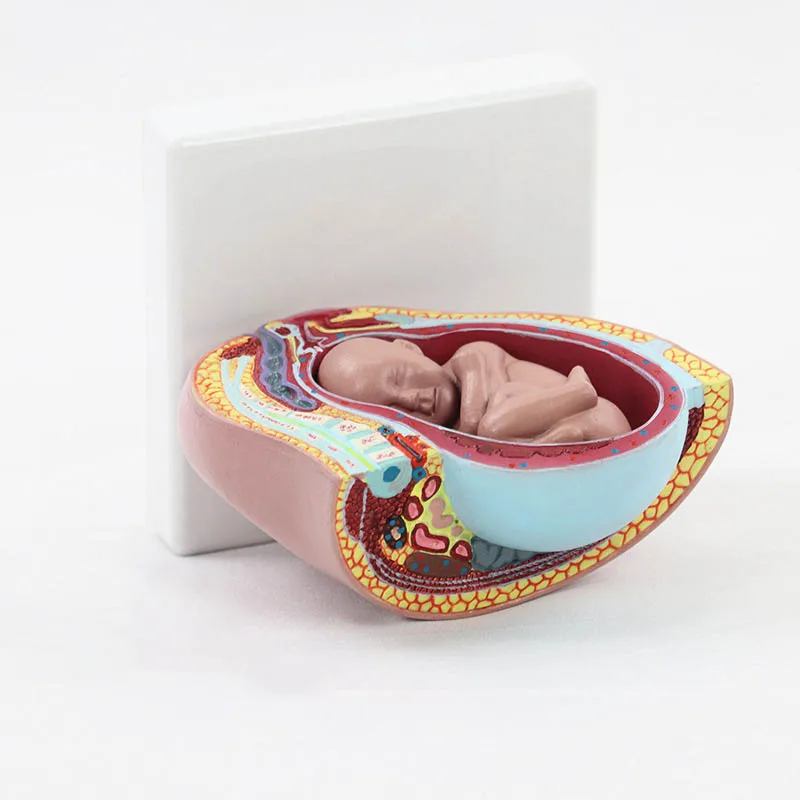 Maternal and Infant Pregnancy Anatomy Model Medical Science Teaching Resources - Image 3