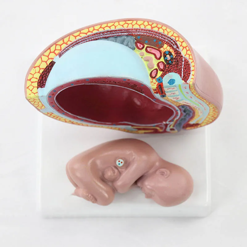 Maternal and Infant Pregnancy Anatomy Model Medical Science Teaching Resources - Image 4