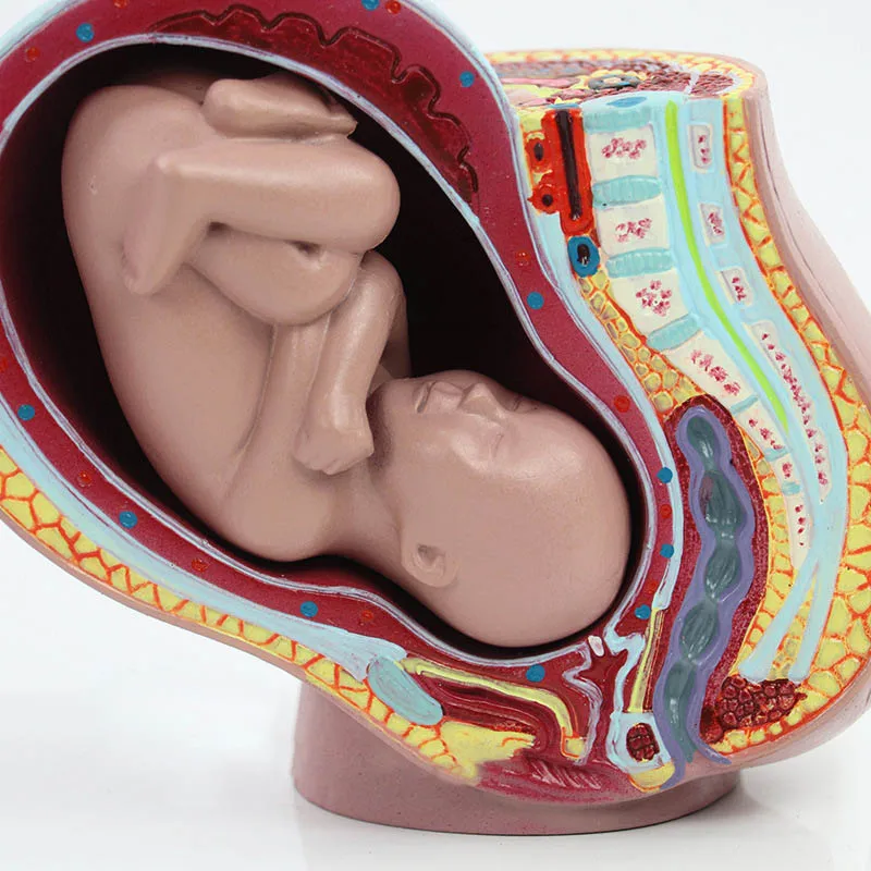 Maternal and Infant Pregnancy Anatomy Model Medical Science Teaching Resources - Image 5