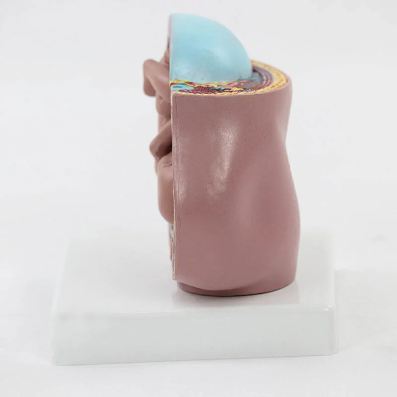 Maternal and Infant Pregnancy Anatomy Model Medical Science Teaching Resources - Image 6