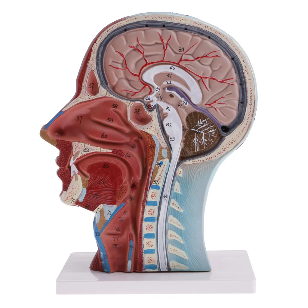 Median Section Of 1:1 Lifesize Human Head & Neck & Superficial Muscle Nerve Model Educative Lab Supplies - Image 3