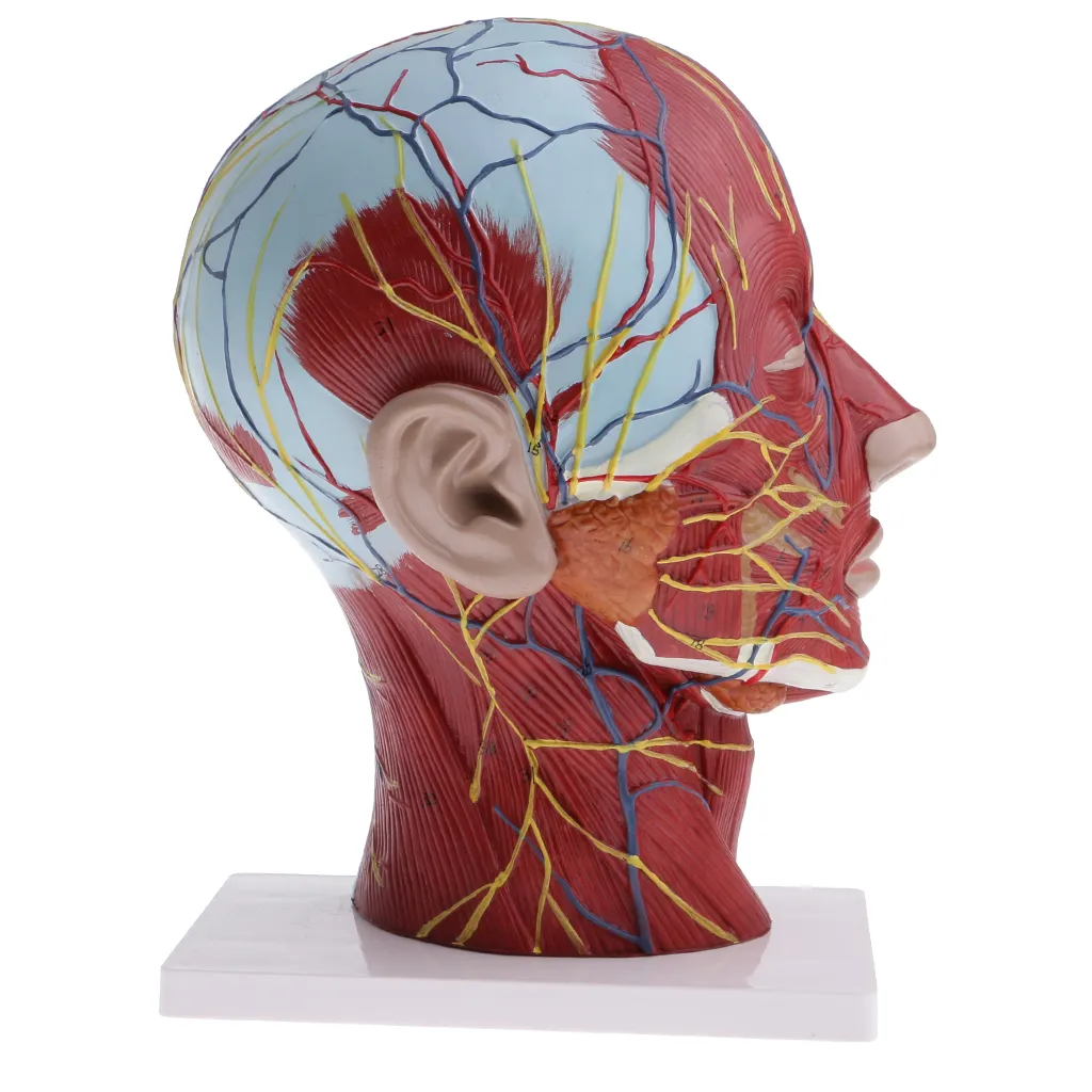 Median Section Of 1:1 Lifesize Human Head & Neck & Superficial Muscle Nerve Model Educative Lab Supplies - Image 4