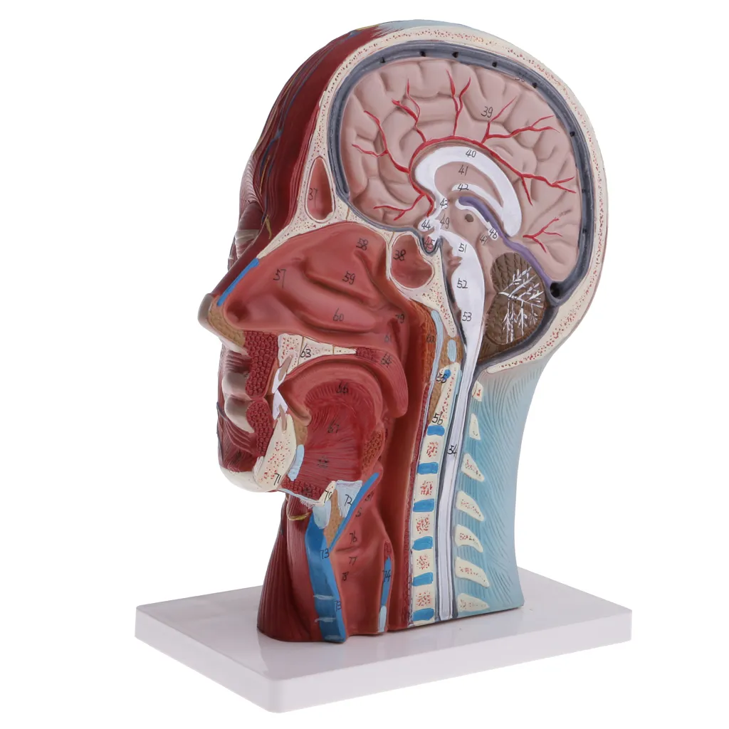 Median Section Of 1:1 Lifesize Human Head & Neck & Superficial Muscle Nerve Model Educative Lab Supplies - Image 5
