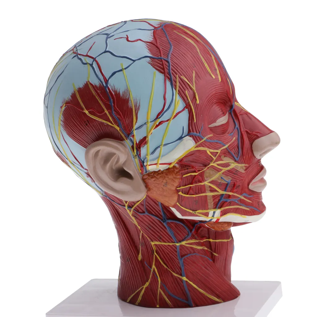 Median Section Of 1:1 Lifesize Human Head & Neck & Superficial Muscle Nerve Model Educative Lab Supplies - Image 6