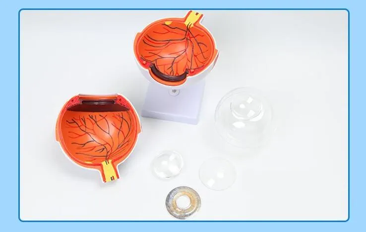 3 Times Enlarged Human Eye Anatomical Model Eyeball Anatomical Model - Image 3