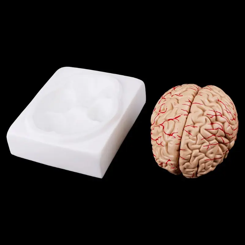 Medical props model Free postage Disassembled Anatomical Human Brain Model Anatomy Medical Teaching Tool - Image 2