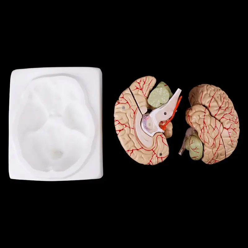 Medical props model Free postage Disassembled Anatomical Human Brain Model Anatomy Medical Teaching Tool - Image 3
