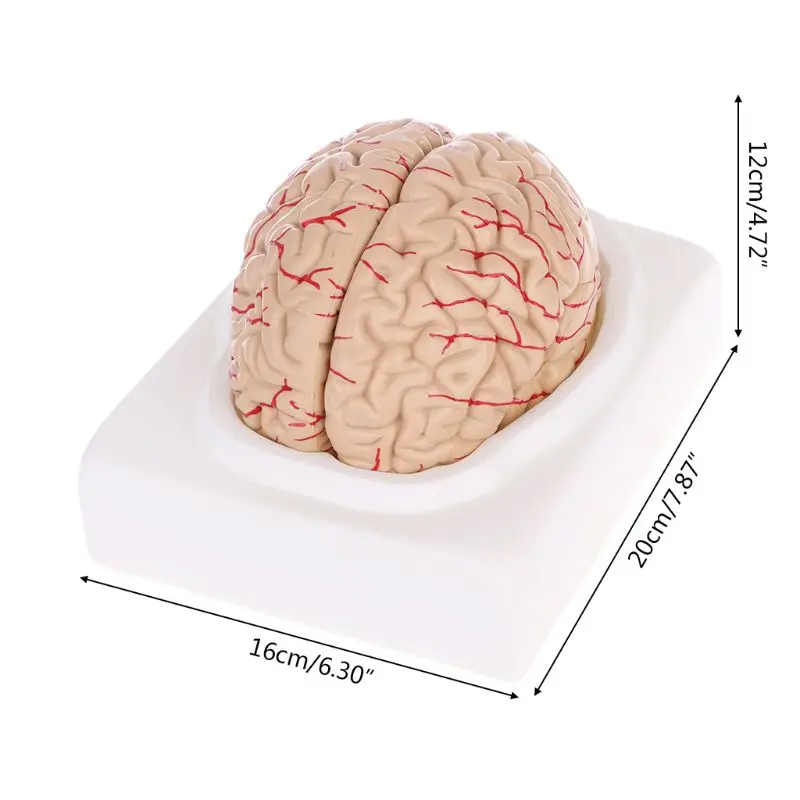 Medical props model Free postage Disassembled Anatomical Human Brain Model Anatomy Medical Teaching Tool - Image 6