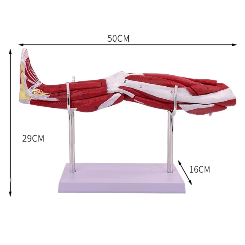 Model of human muscle structure of small upper limbs, lower limbs, leg muscles, blood vessels and nerves - Image 2