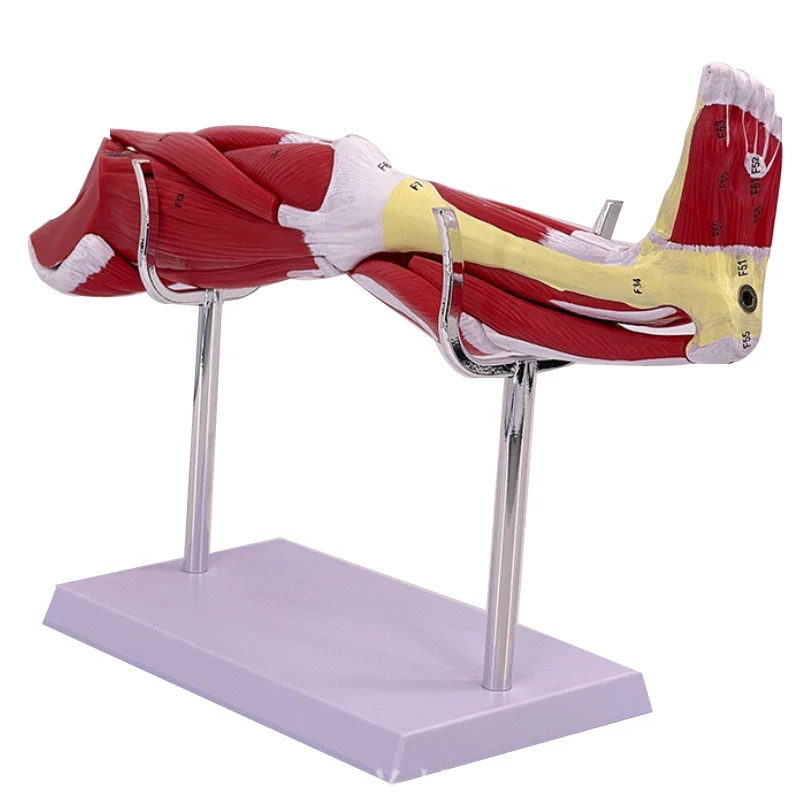 Model of human muscle structure of small upper limbs, lower limbs, leg muscles, blood vessels and nerves - Image 5
