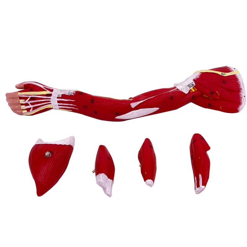 Model of human muscle structure of small upper limbs, lower limbs, leg muscles, blood vessels and nerves - Image 6