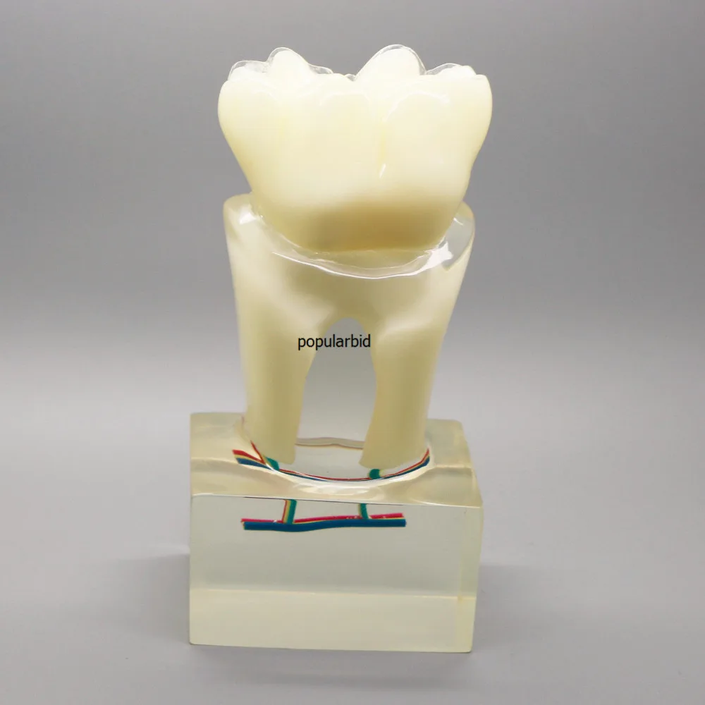 Orthodontic model 6:1 teeth Teaching with clear base nerve anatomical dissection demonstration Dentist endodontics - Image 4